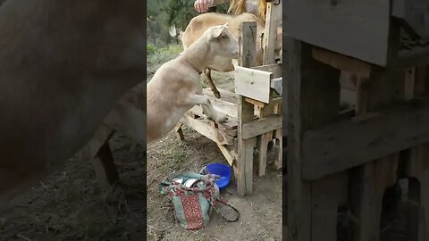 Millie doesn't like to wait her turn! #impatient #goats #homesteading #homestead #farm #farmanimals