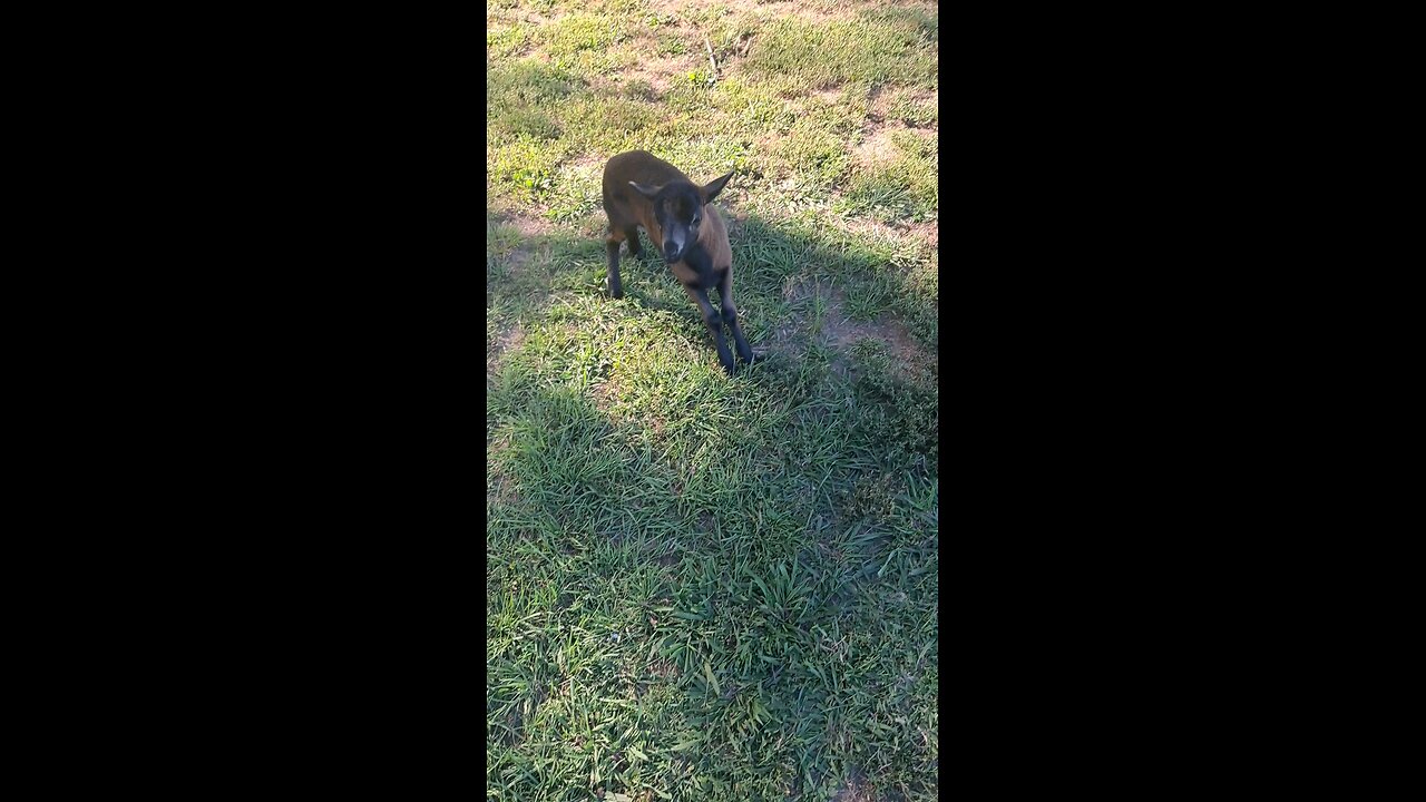 Stella plays in the yard