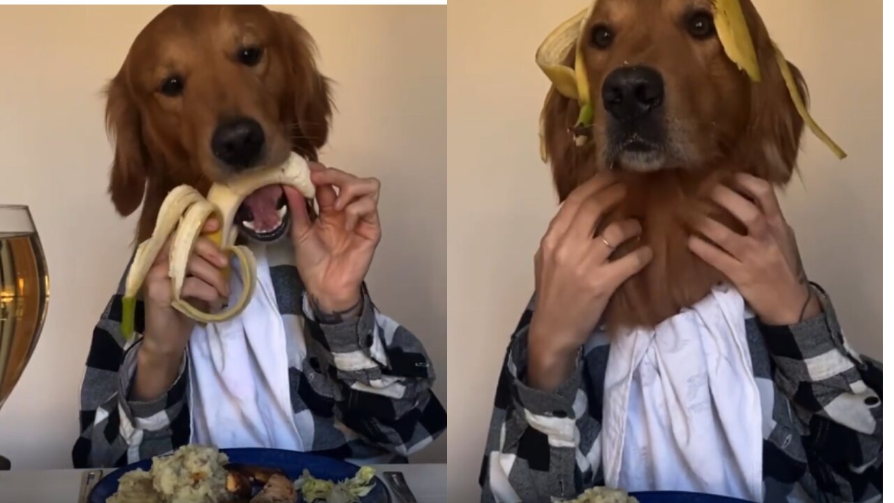 How to eat a banana | Dog eats banana