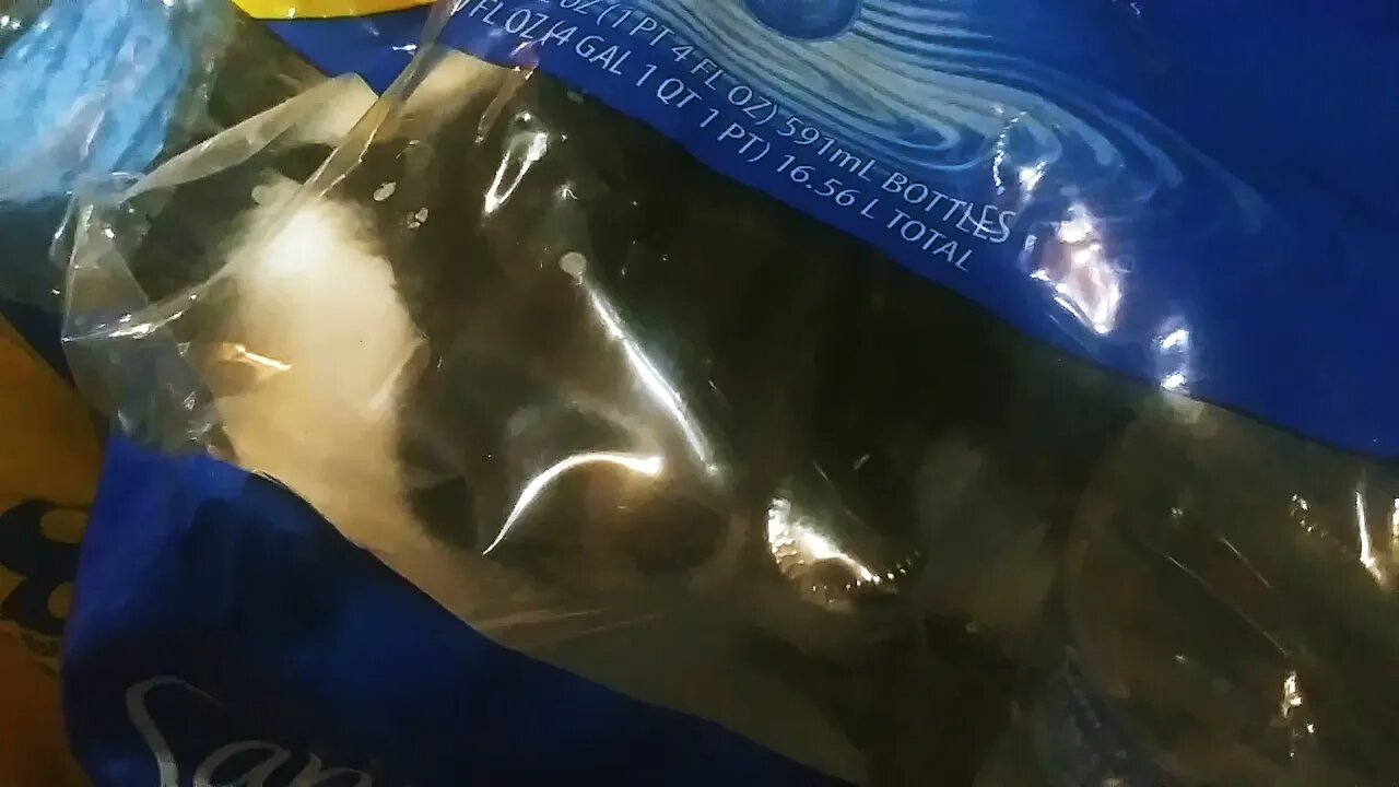 Another Episode of wtf is my crazy cat doing today