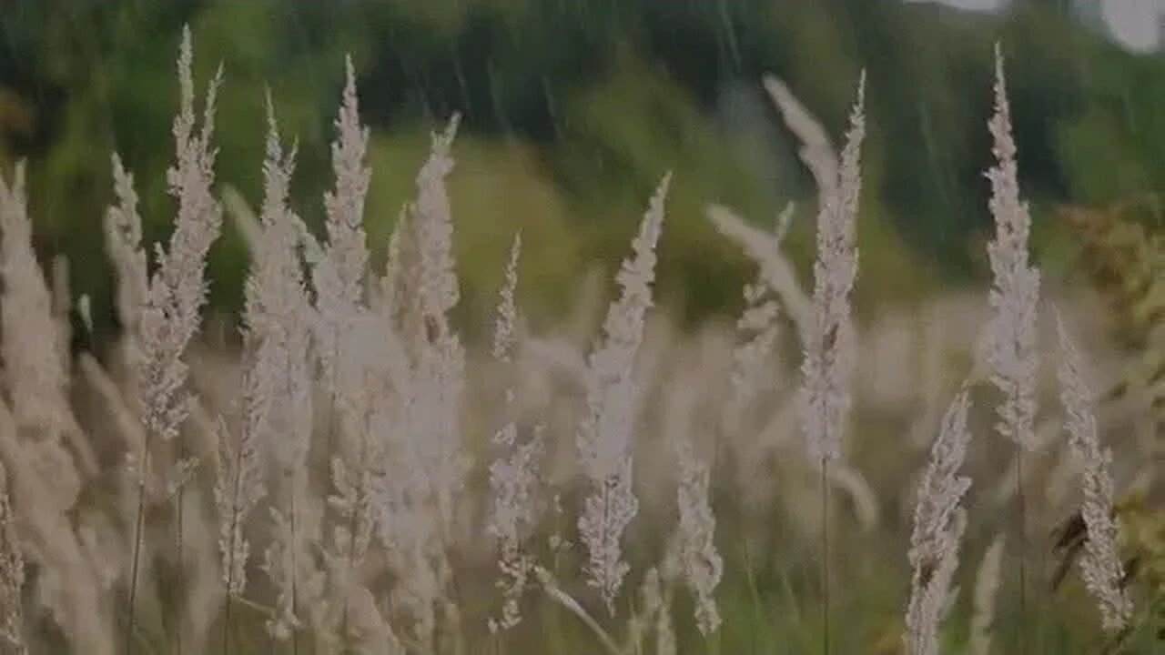 Get Away from it All with the Sounds of a Soft Rain