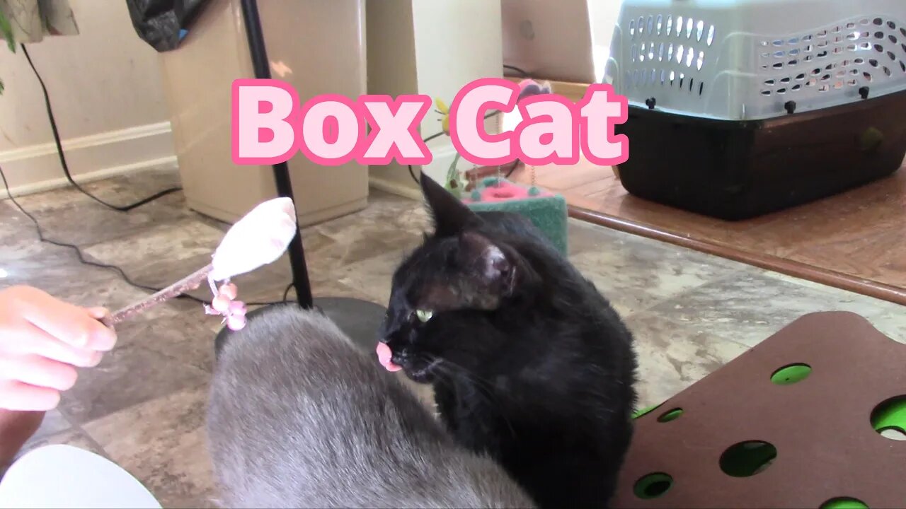 Box Cat February 2023 Unboxing( 2 Boxes!) 😻