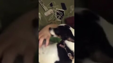 ASMR Playing With Siller in 2016