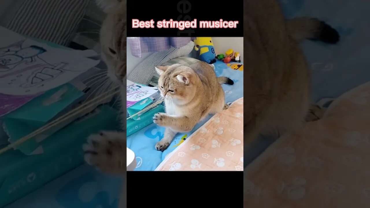🐱Cutest Cats🐱😿😿😿