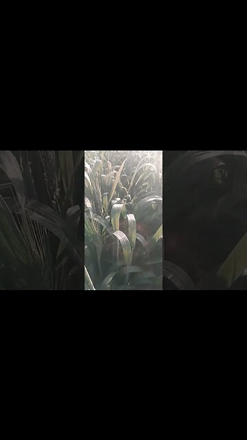 wheat grown up.||#shorts