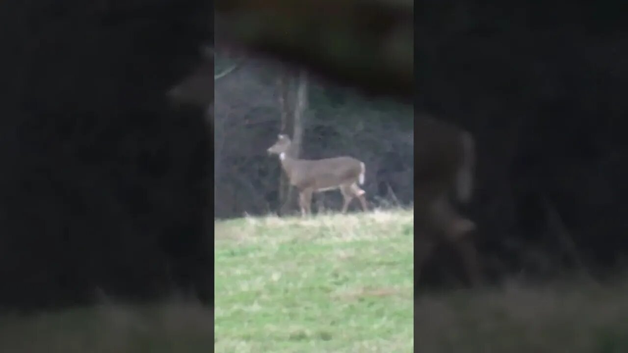 Doe on the MOVE