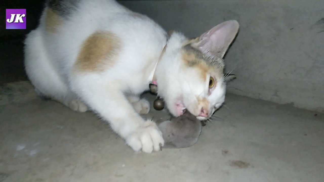 My Cat Eating Shrew Alive | 👍Like & Subscribe❤#videos