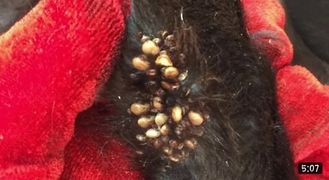 Removing All Ticks From Dogs - Dog Ticks Removing Clips