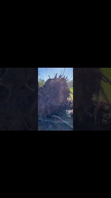 Many Trees Knocked Down after Hurricane Fiona ☹️