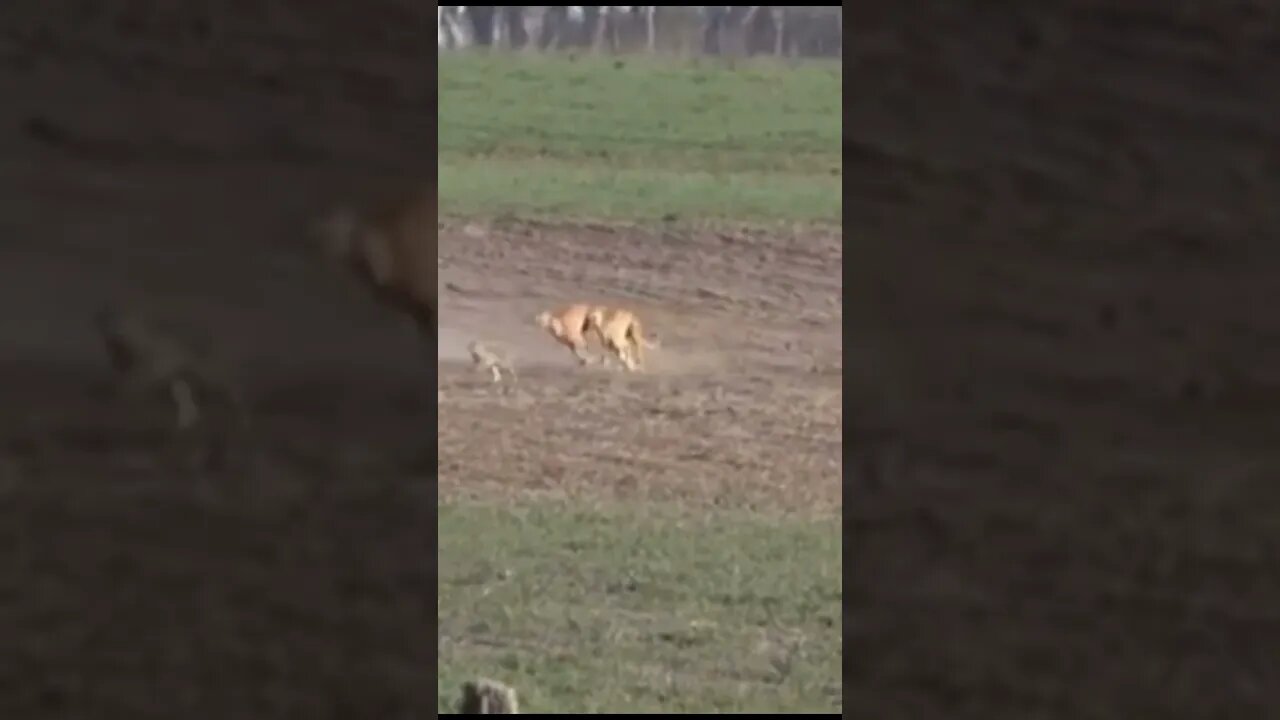 Part 4 unbelievable 😱 Hare 🐇 with high speed chasing from two Greyhounds Dogs 🐕 Galgos y liebres