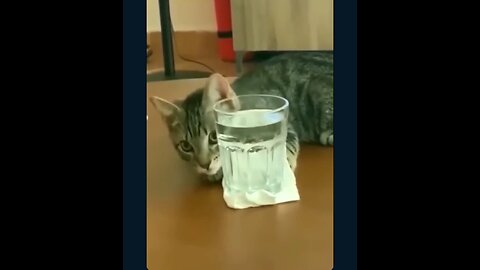 very nice funny animal video _cat video 🤣🤣