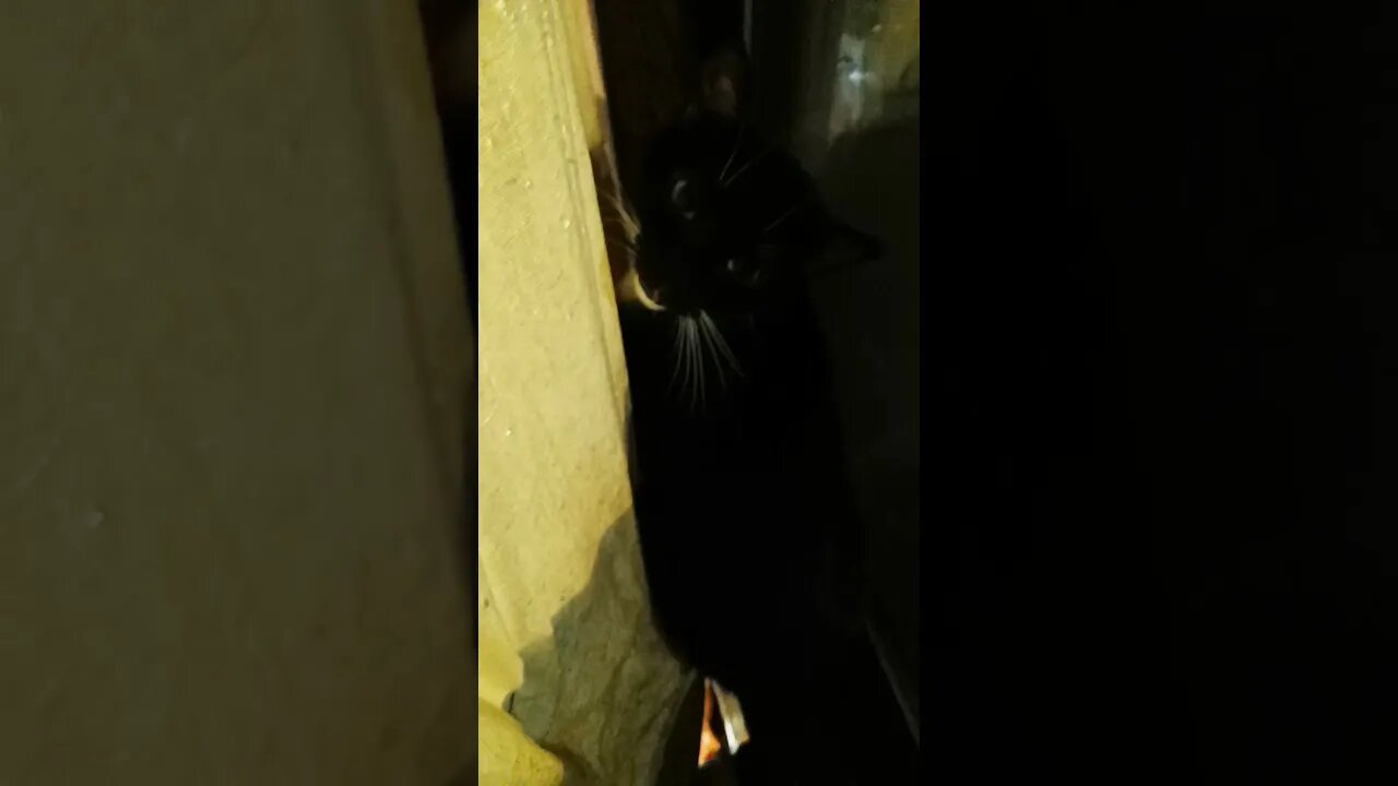 kitty likes the window #shortsfeed #kitty #kittycat #shortsvideo #youtubeshorts # #catshorts