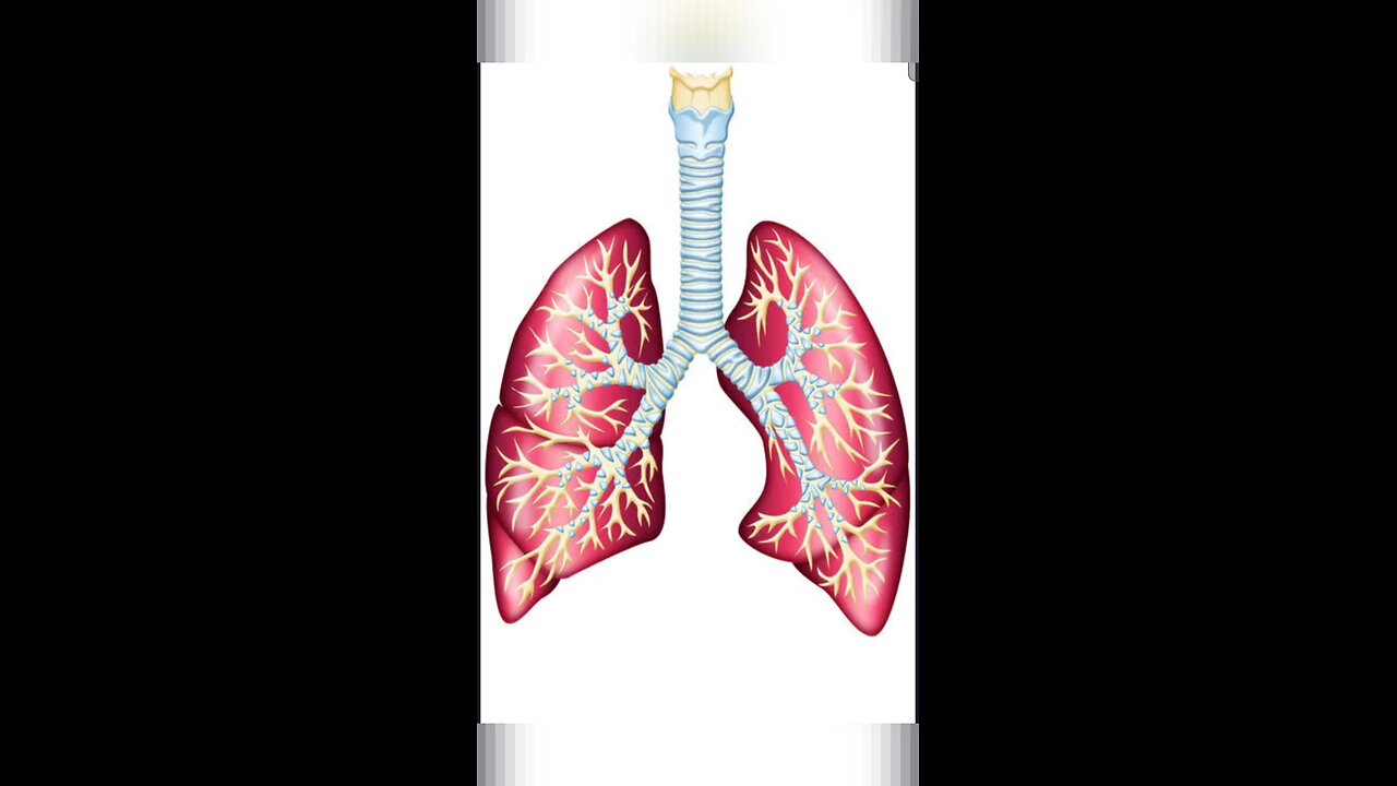 What is external respiration?