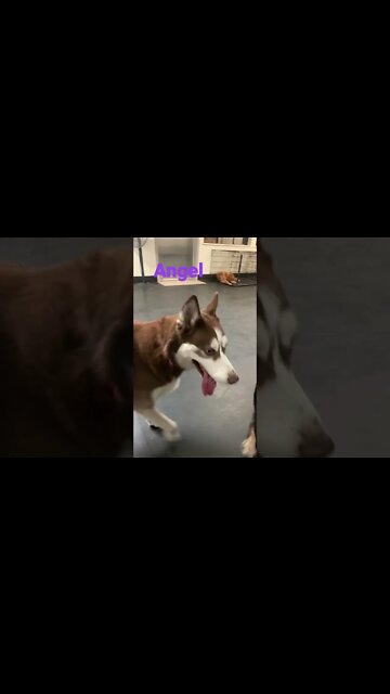 [Shorts 0168] ANGEL [#dogs #doggos #doggos #puppies #dogdaycare]