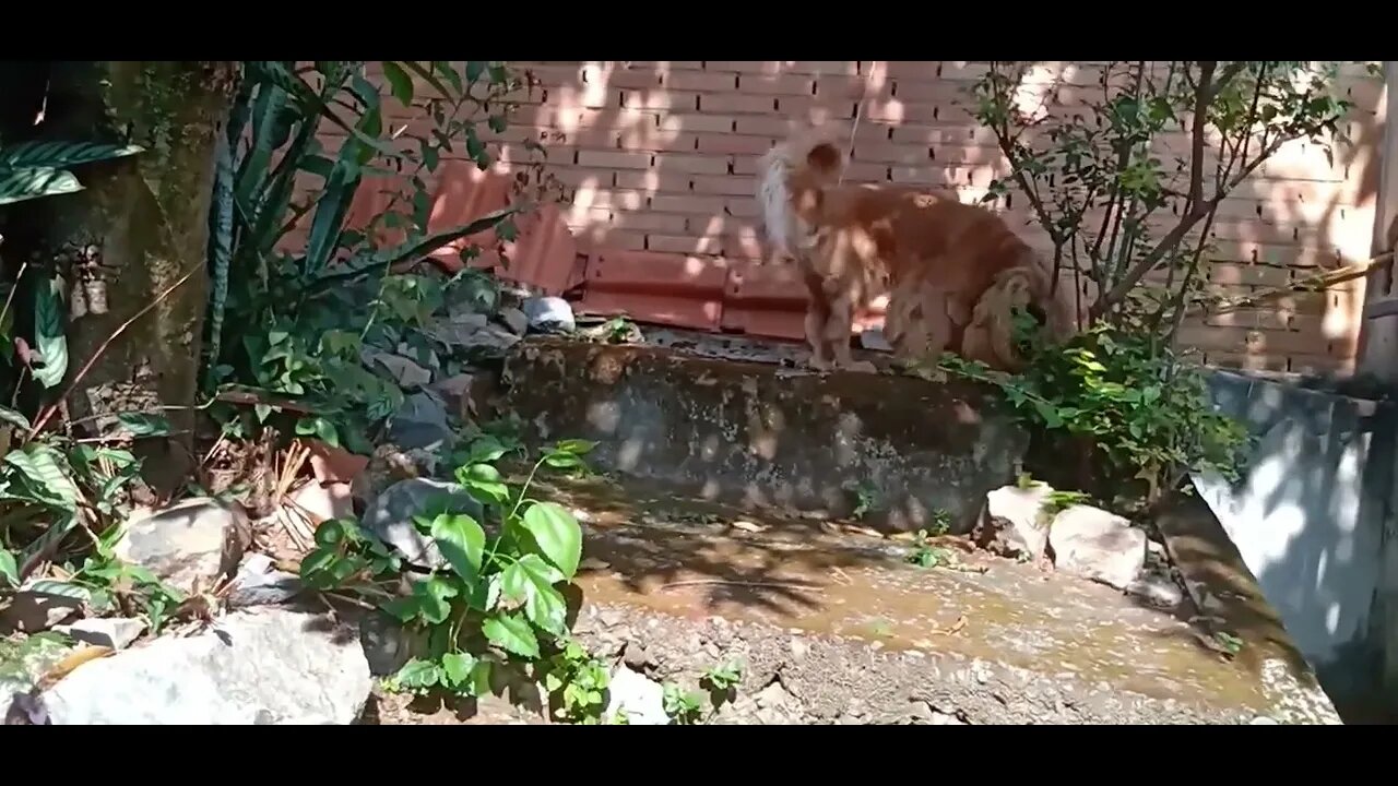 #dogshow , #animals , #dogs