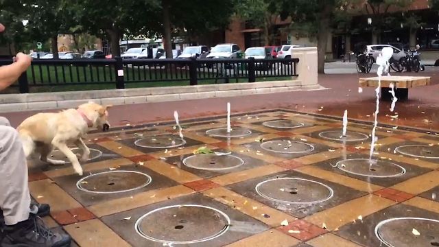 Golden Retriever's Summer Playground