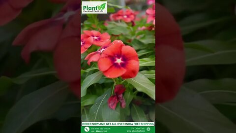 Closeup shot of flowering plants in a nursery Buy Plants Online Plant A Leaf #shorts #plantaleaf