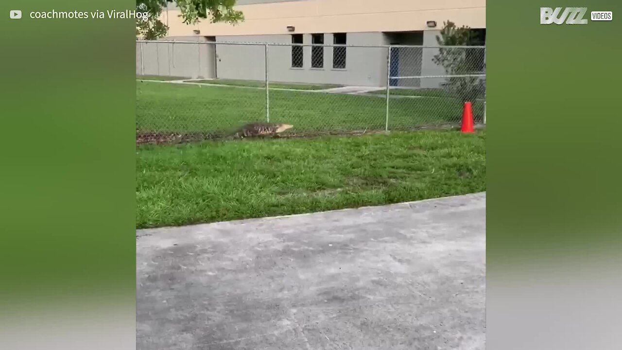 Crocodilo tenta escalar grade de escola na Flórida -1