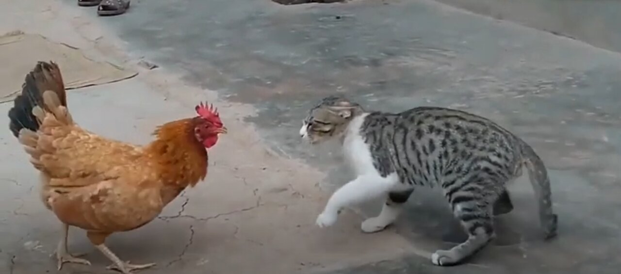 Chicken VS Dog & Cat Fights - Funny Fights Video