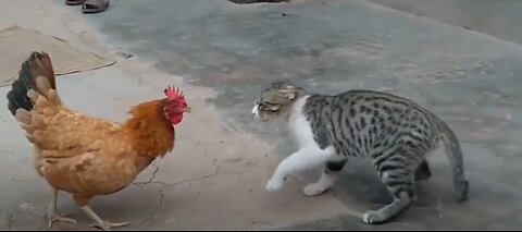 Chicken VS Dog & Cat Fights - Funny Fights Video