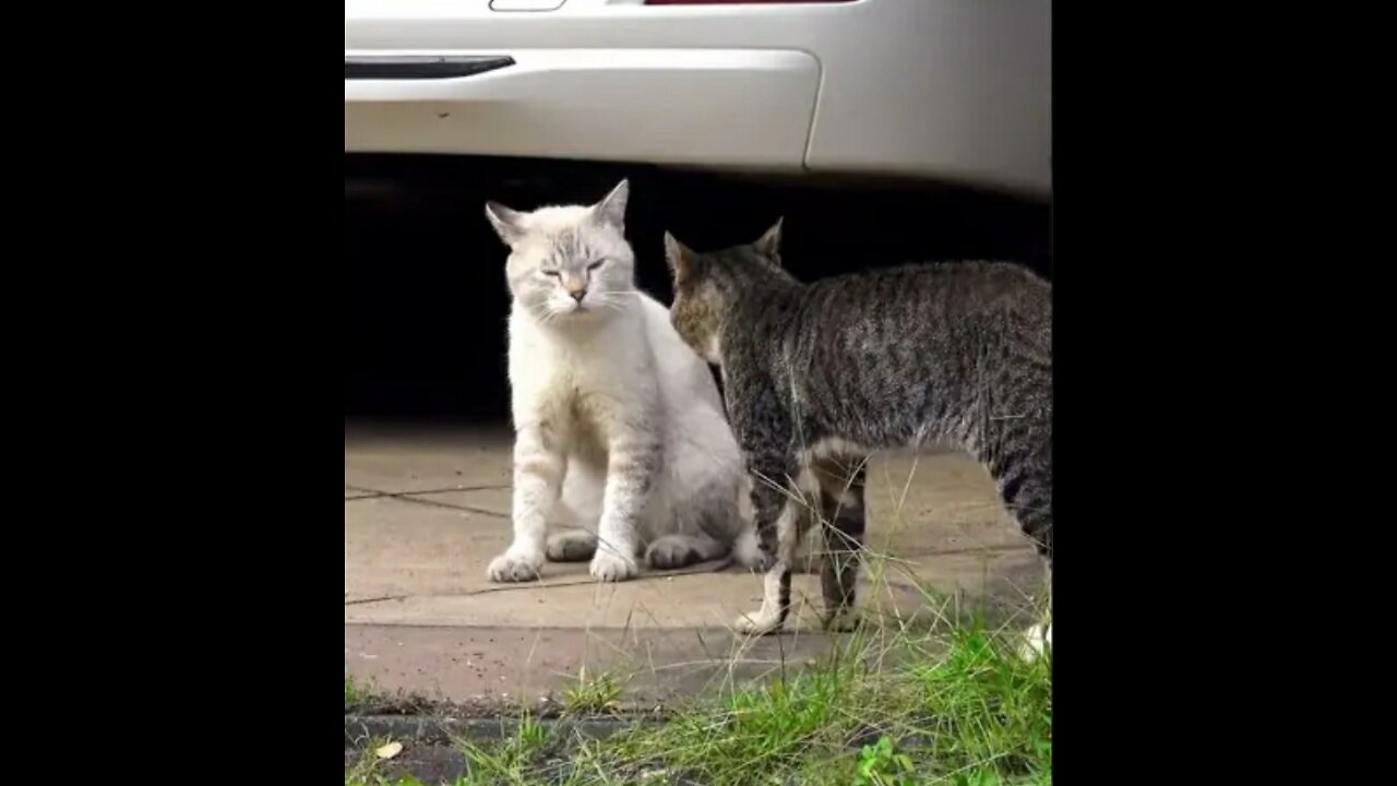 Two real cat fight compilation video