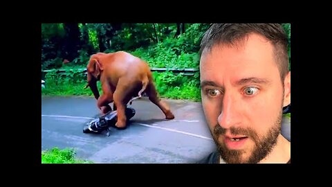 🔴Insane Scary Animals Encounters