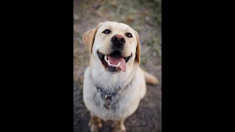 HAPPIEST DOG : #dog #pet