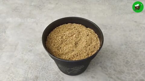 How to grow guava trees from guava leaves