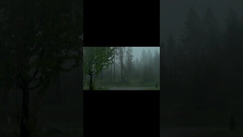 Sleep To Heavy Rain Sound In Foggy Forest - For Full Video Link in the Description