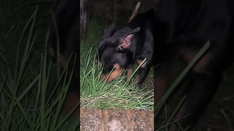 99.9% Cutest Rottweiler (must watch!) [4K] #shorts #short #viral #rottweiler #dog