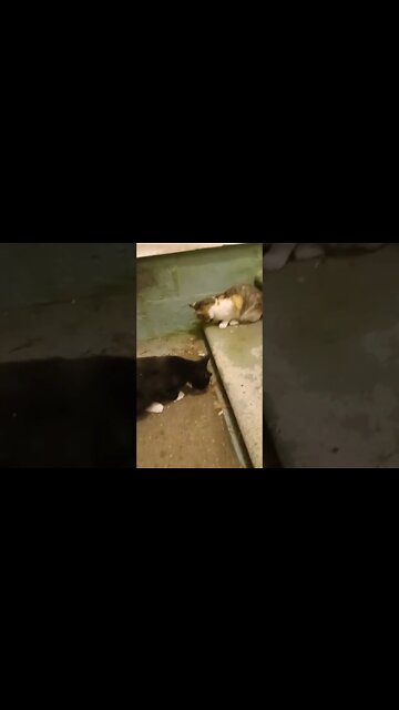 Black Cat Wins Grasshopper Battle