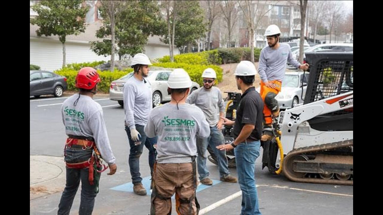 tree removal