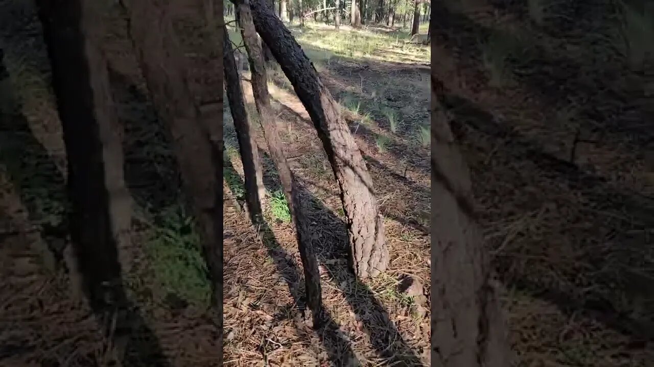 more woods
