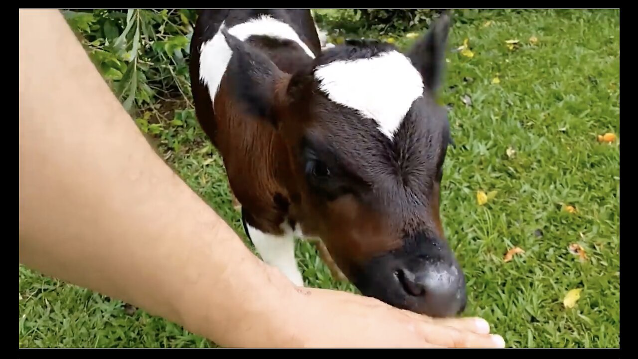 Cows Go Moo (Baby Edition) - CUTEST Compilation