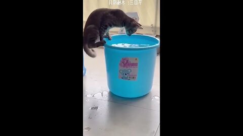 Cat drinking #shorts #animals #cute #puppies #sea #monkey #world #funny #funnyvideo #truth