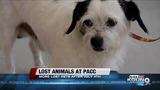 PACC helping lost pets return home after 4th of July