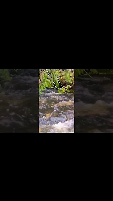 A calm stream to listen to. #relaxation #shorts