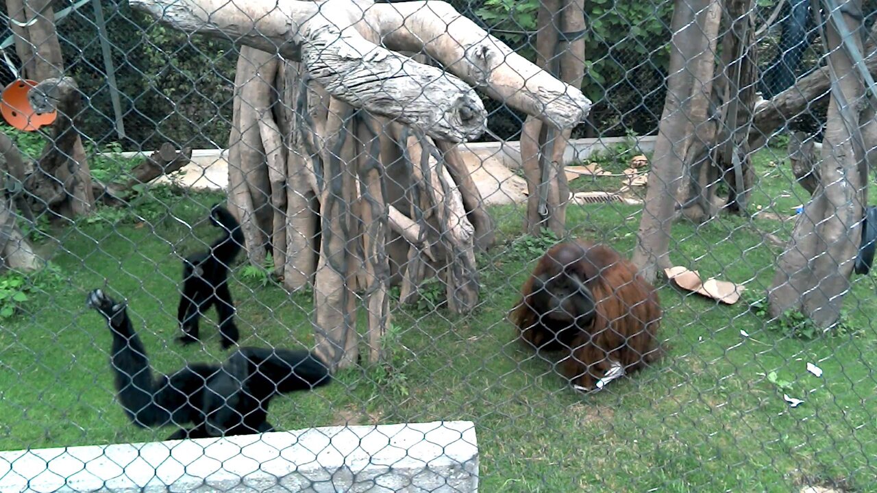 Siamang Monkeys Pick on Giant Orangutan