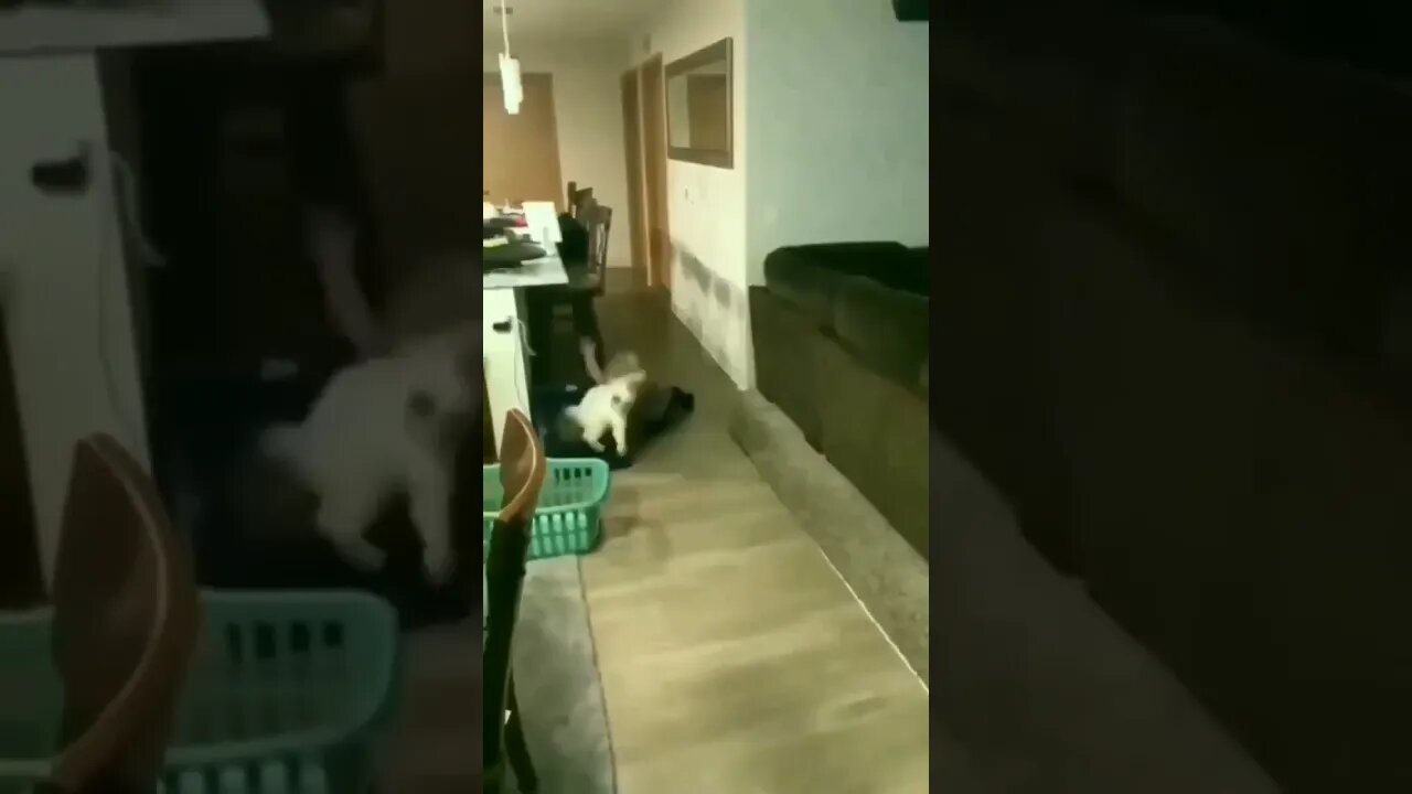 The cat jumped on the boy#shorts #youtubeshorts #shorts #cat #animals