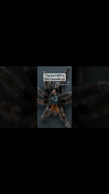 Caribena versicolor spitting truth.