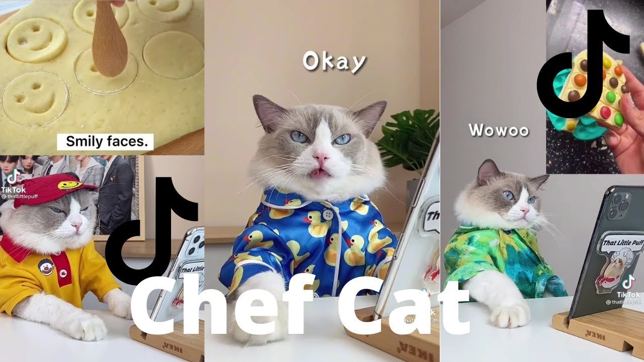 Chef cat tiktok complication (cat cooking - everything sees on tiktok) - Best Of Tiktkok