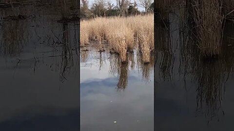 Marsh area, nature view