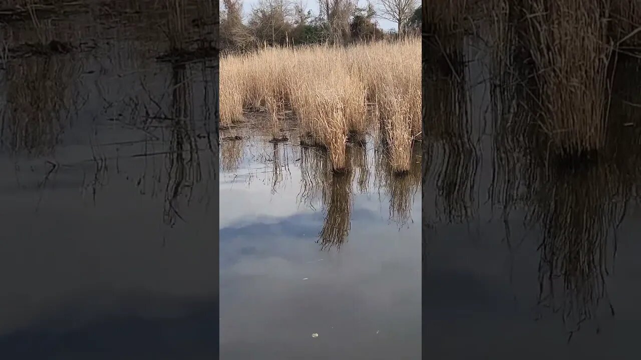 Marsh area, nature view
