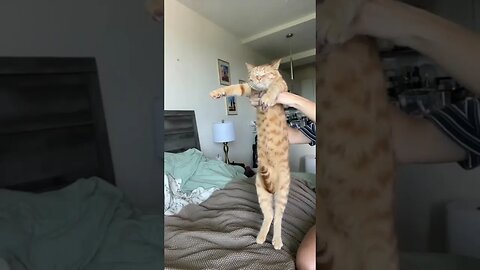 Funniest Cat - Don't try to hold back Laughter