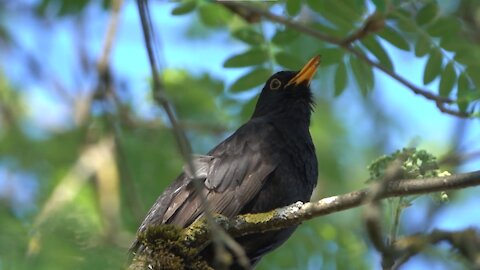 Black Bird Singing In Forest - Black Bird Song