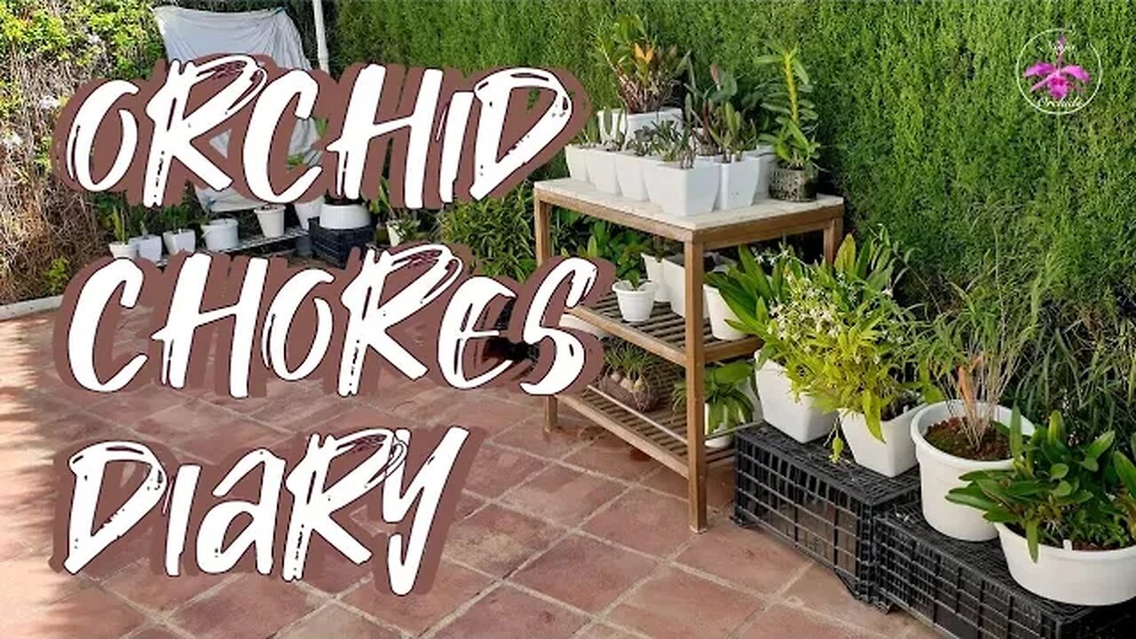 Orchid Chores Moving Day Fall 2023 | Expanding Deep South with MORE Orchids #ninjaorchids