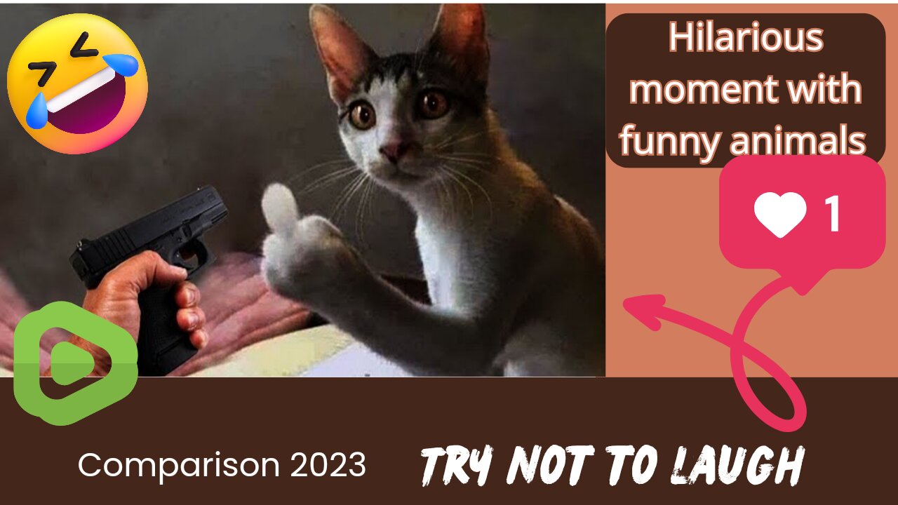 Hilarious moments with funny animals