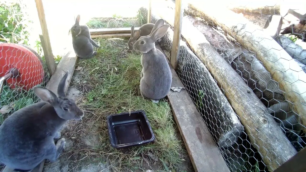 The Rabbit City - Flying through the air, hovering for great lengths of time