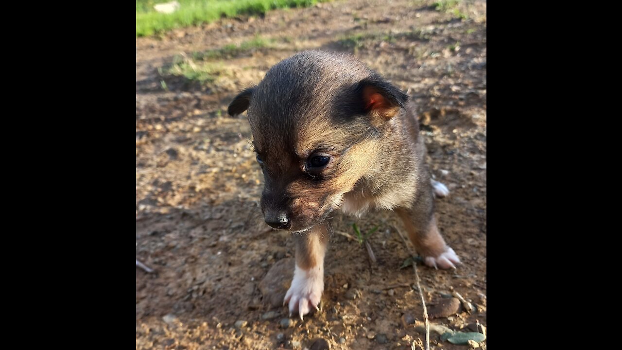 Cute BABY DOG 🐶