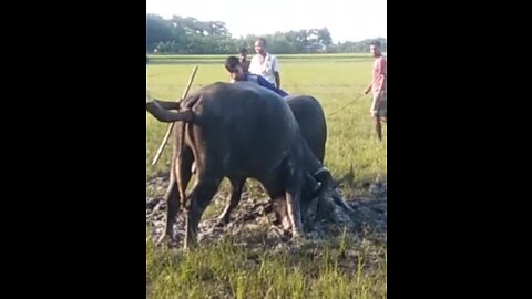 Historical buffalo fight